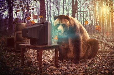 Bear Watching TV